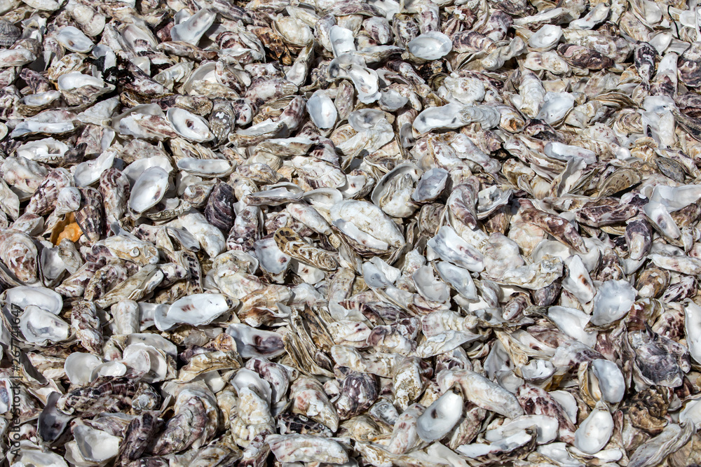 Thousands of empty shells of eaten oysters discarded on sea floor in Cancale, famous for oyster farms. Brittany, France Thousands of empty shells of eaten oysters discarded on sea floor in Cancale, famous for oyster farms. Brittany, France
