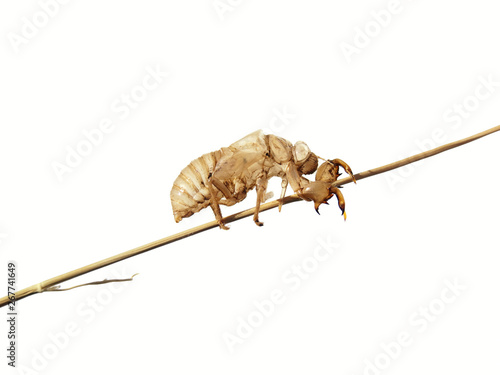 Fotografie Empty larva