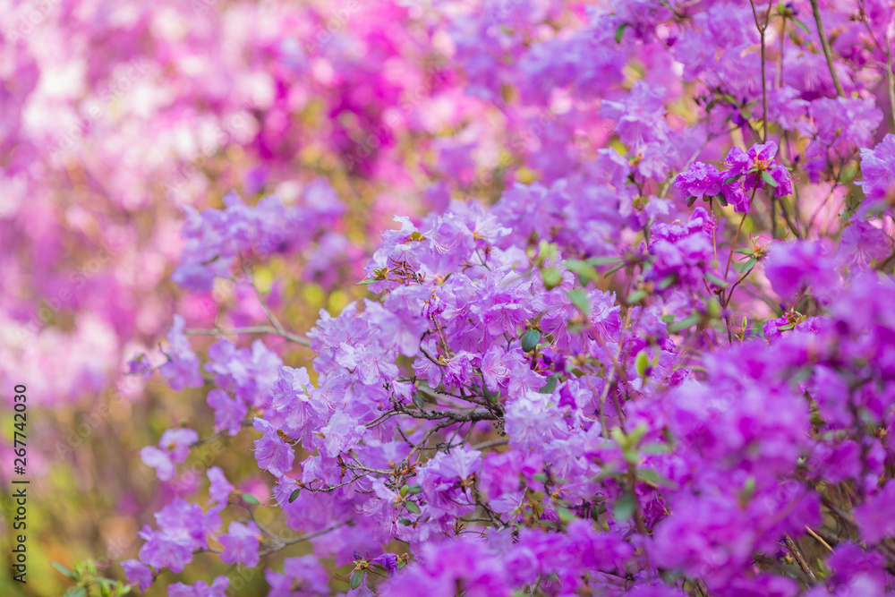 pink flowers in the garden