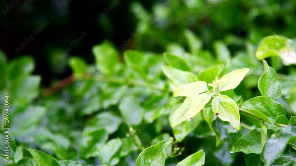 raining drop on fresh green Leaves raining drop on fresh green Leaves