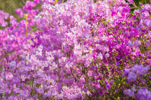 pink flowers in the garden