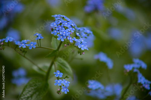 Small blue flowers Brunner macrophiles bloom in the spring garden.