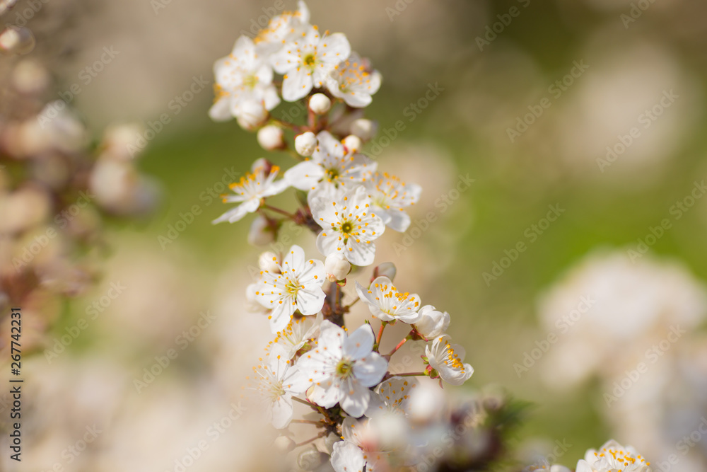 A blooming branch of apple tree in spring A blooming branch of apple tree in spring