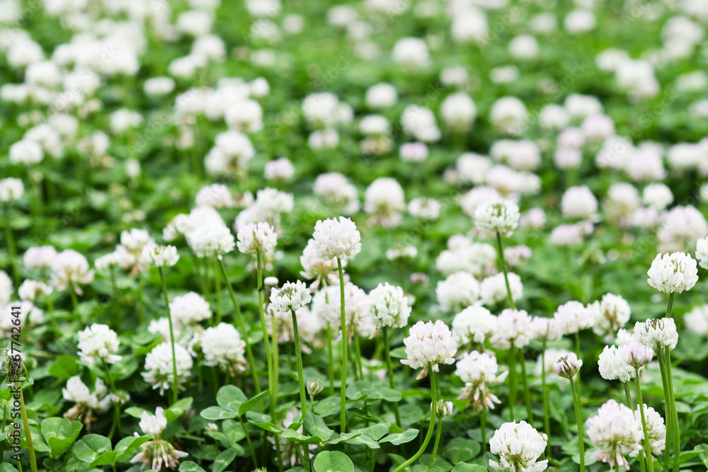 クローバーの花 クローバーの花