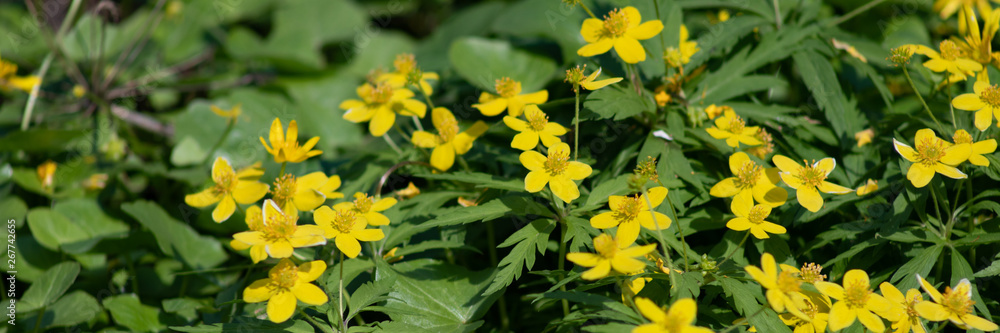 many small yellow flowers in the forest, spring forest flowers on the background of green leaves many small yellow flowers in the forest, spring forest flowers on the background of green leaves