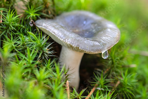 close-up view of edible mushroom with dew drop in forest