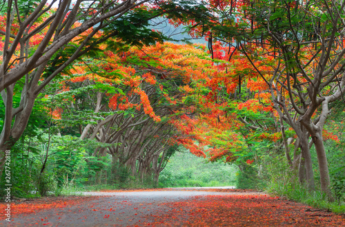 Bilde på lerret Scene of Flame Tree, Royal Poinciana