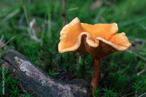 close-up view of beautiful orange mushroom growing in forest