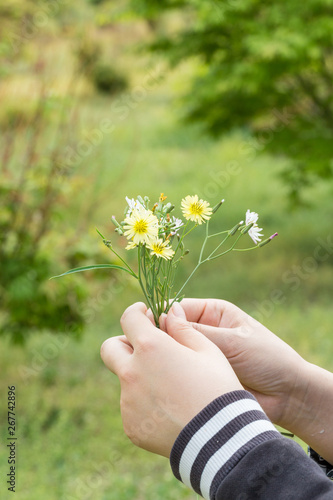 Spring outdoor, girl's hand holding yellow small chrysanthemum，Ixeridium dentatum (Thunb.) Tzvel.