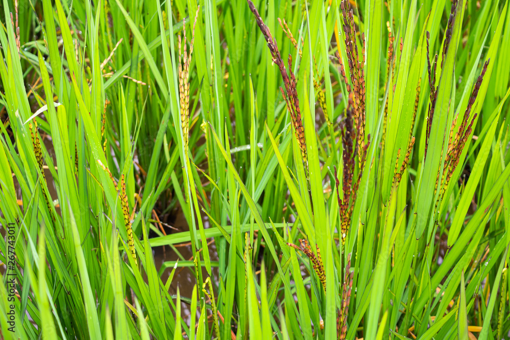 riceberry plant in green organic rice paddy field riceberry plant in green organic rice paddy field