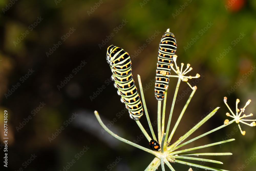 close-up view of Caterpillars of Papilio Machaon, swallowtail caterpillars in wildlife close-up view of Caterpillars of Papilio Machaon, swallowtail caterpillars in wildlife