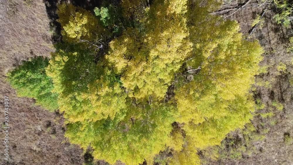 Aerial rotating shot of a beautiful fall yellow aspen leafs in the autumn Aerial rotating shot of a beautiful fall yellow aspen leafs in the autumn