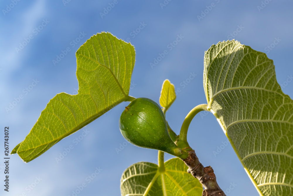 Obraz premium Junge Feige am Zweig