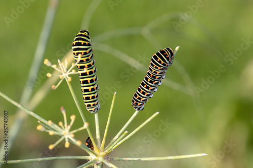 close-up view of Caterpillars of Papilio Machaon, swallowtail caterpillars in wildlife