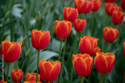 Many bright red tulips in the Park on a Sunny day