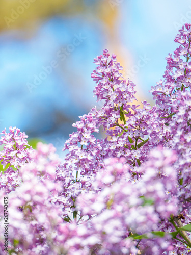 Blooming lilac purple flowers  selective focus. Branch of lilac in the sun light. Blossom in Spring. Spring concept background.