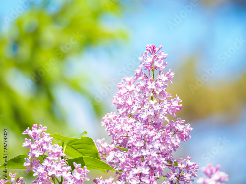 Blooming lilac purple flowers, selective focus. Branch of lilac in the sun light. Blossom in Spring. Spring concept background. © Evgeniy