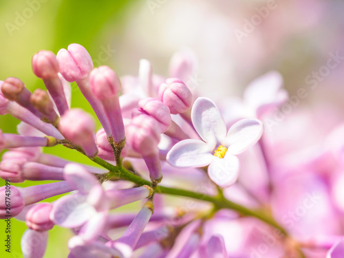 Blooming lilac purple flowers  selective focus. Branch of lilac in the sun light. Blossom in Spring. Spring concept background.