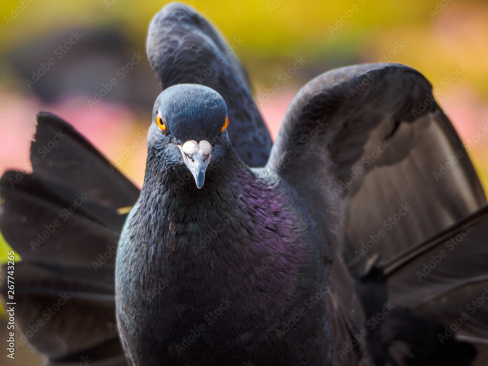 Fototapeta premium macro shooting of birds. dove close up.