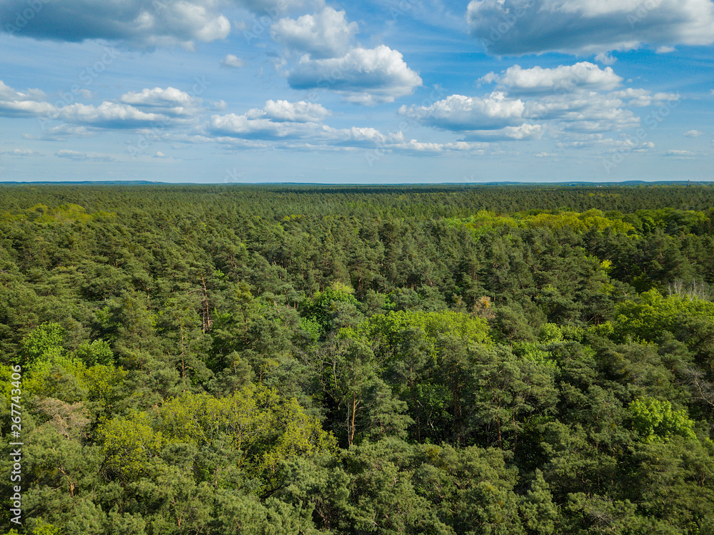 green forest Aerial