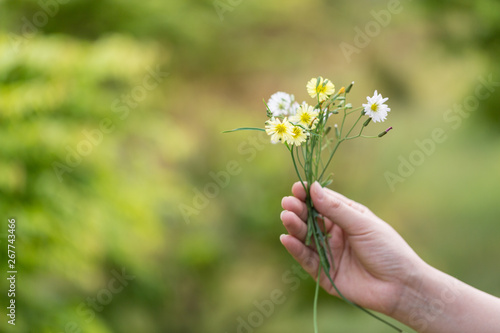 Spring outdoor, girl's hand holding yellow small chrysanthemum，Ixeridium dentatum (Thunb.) Tzvel. photo