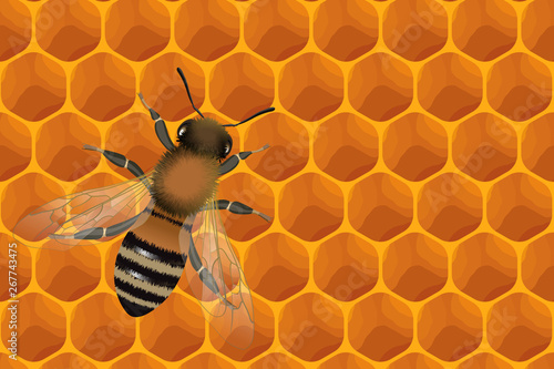 Close up view of the working bee on honey cells