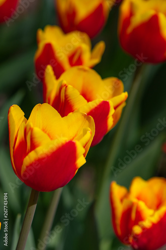 red tulips with yellow pattern bloom on a Sunny day in the Park on a background of green leaves
