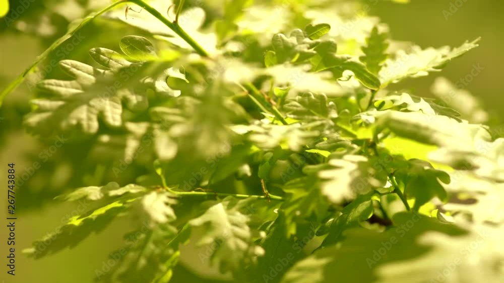 Oak leaves background. Green fresh oak leaves - close up. Windy oak leaves Oak leaves background. Green fresh oak leaves - close up. Windy oak leaves