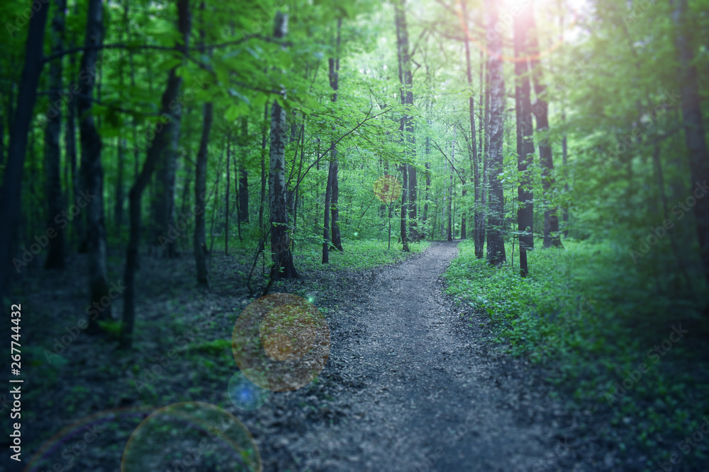forest forest