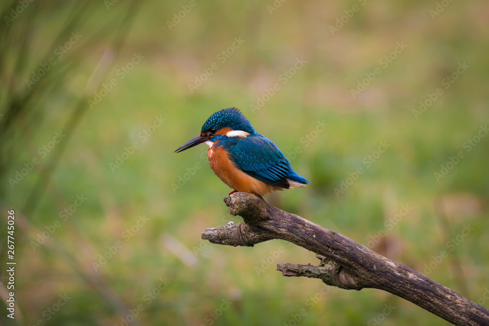 Obraz premium Common Kingfisher Male (Alcedo Atthis, Eurasian Kingfisher, River Kingfisher) Bird sitting on a branch hunting fish by a rural wetland pond in the British summer sunshine