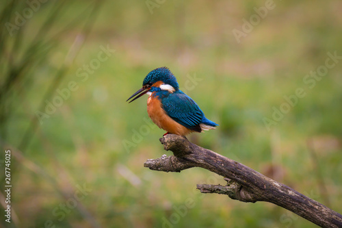 Common Kingfisher Male (Alcedo Atthis, Eurasian Kingfisher, River Kingfisher) Bird sitting on a branch calling out by a rural wetland pond in the British summer sunshine