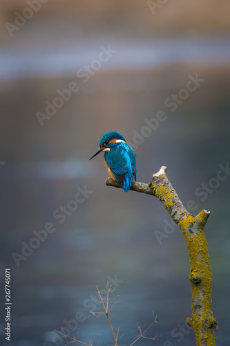 Common Kingfisher Male (Alcedo Atthis, Eurasian Kingfisher, River Kingfisher) Bird perching on a branch hunting fish by a rural wetland pond in the British summer sunshine photo