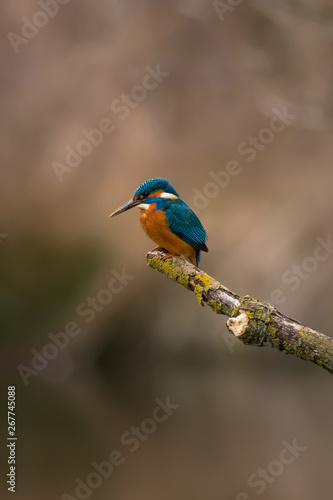 Common Kingfisher Male (Alcedo Atthis, Eurasian Kingfisher, River Kingfisher) Bird perched on a branch hunting fish by a rural wetland pond in the British summer sunshine
