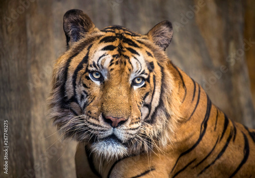 Photography The face of Indochina tiger.