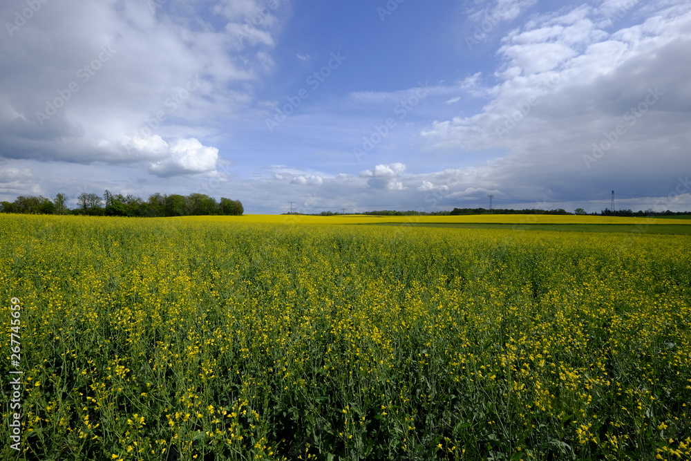 Fototapeta premium canola fields