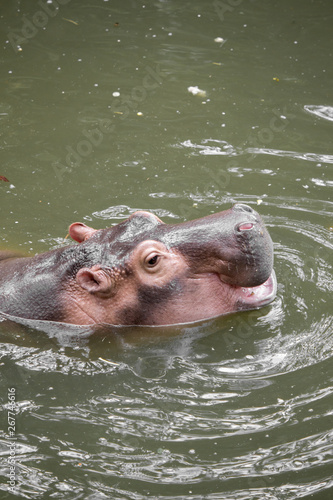 Hippo floating in the water.