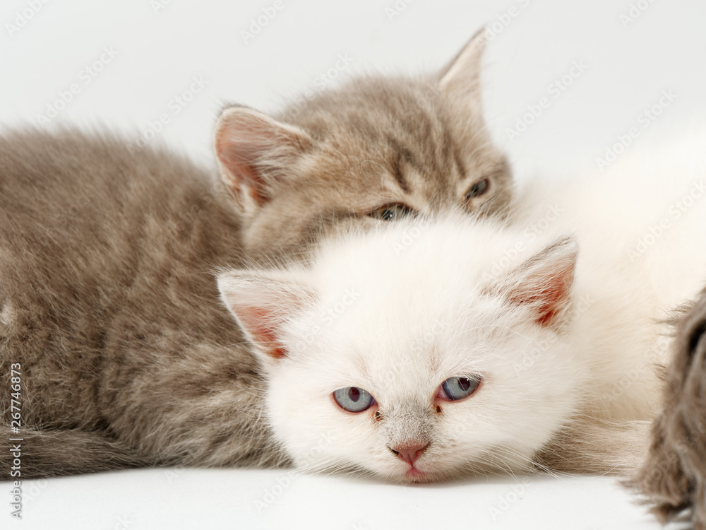 little funny kittens on a white background