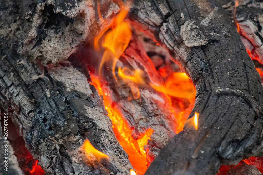 Camping Fire, Campfire at night, Bonfire in the forest, burning firewood Camping Fire, Campfire at night, Bonfire in the forest, burning firewood