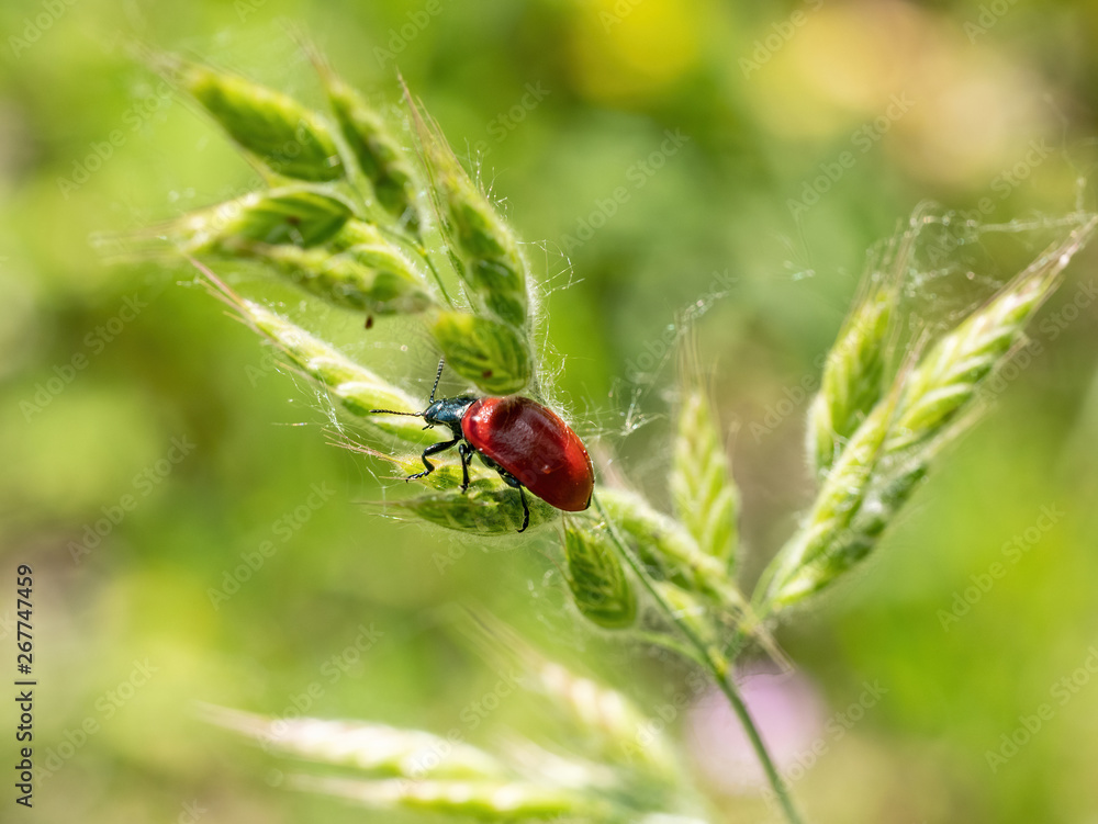 Macro photo of Crysomela populi bug on green leaf