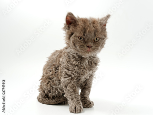 little funny kittens on a white background