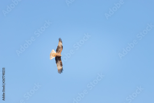 An eagle soaring against clear blue sky