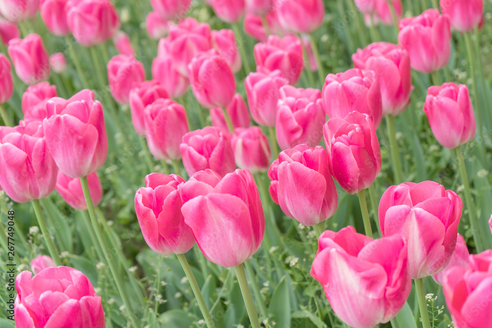 beautiful pink tulips in the garden. The first photos flowers in early spring.