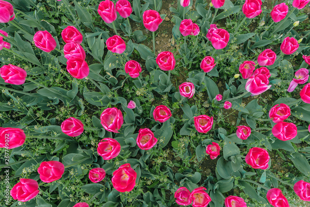 beautiful pink tulips in the garden. Top view. Backgraund, texture. beautiful pink tulips in the garden. Top view. Backgraund, texture.