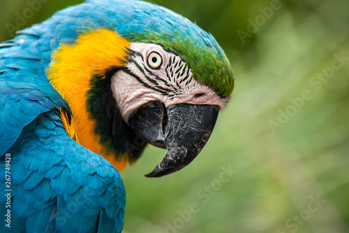 Beautiful Macaw bird