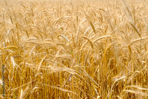 Fragment of a wheat field