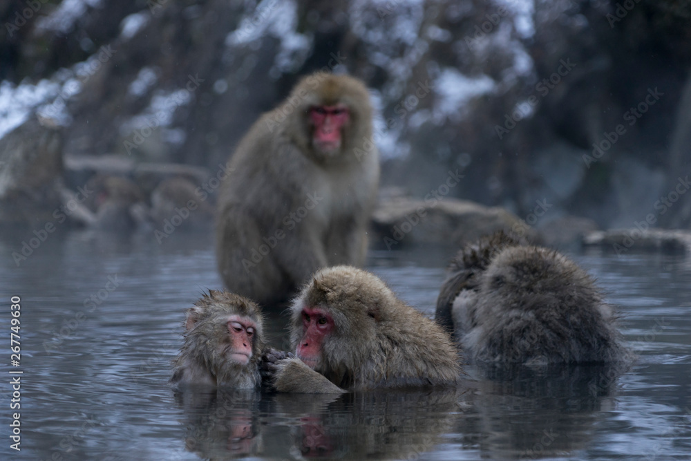 Naklejka premium 温泉に入るサル スノーモンキー