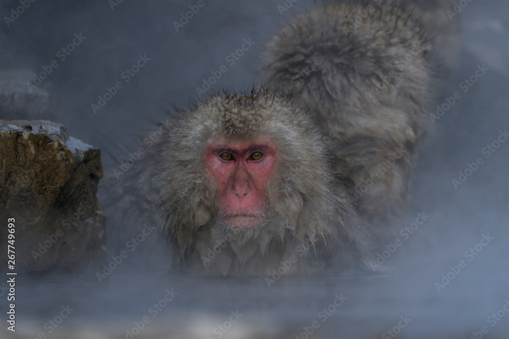 Fototapeta premium 温泉に入るサル スノーモンキー
