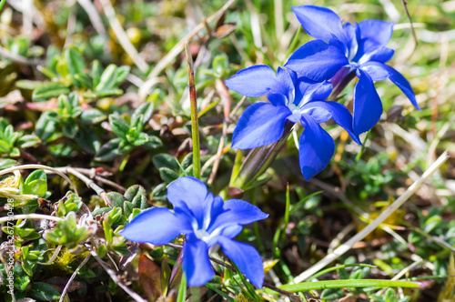 Macro photography of gentiana verna, flower in the Cantabrian mountains of northern Spain