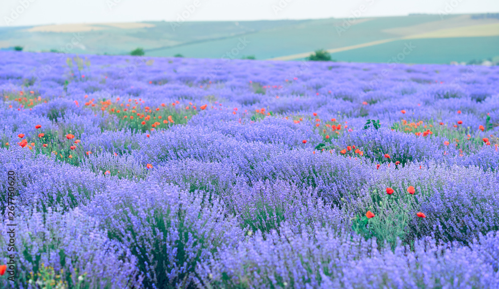 Obraz premium lavender flower field, beautiful summer landscape