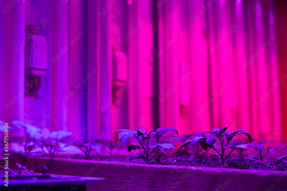 Growing seedlings under special artificial LED Grow Light Full Spectrum phyto lamps with a spectrum favorable for plants without sunlight. Lightening in greenhouses. Industrial cultivation. Soft focus